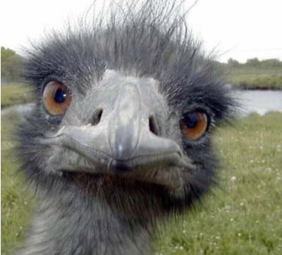Coucou